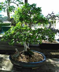 Resultado de imagen para CUIDADO DE BONSAI