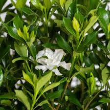 Image result for Gardenia