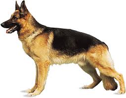 A highly variable domestic mammal (canis familiaris) closely related to the gray wolf. Dog History Domestication Physical Traits Breeds Britannica