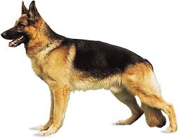 German shepherd dog information including personality, history, grooming, pictures, videos, and the akc breed standard. German Shepherd Breed Of Dog Britannica