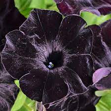 Petunia Deep Midnight Germinate Rate 98 Package 100 Pcs Pcs Seeds Petunias Plant Leaves Seeds