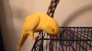 Maybe you would like to learn more about one of these? Yellow Indian Ringneck Parakeet Talking Youtube