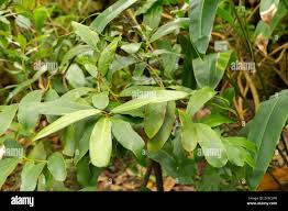 Image result for Brexia