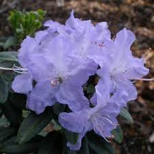 Rhododendron Blue Pool Buy Blue Pool Rhododendrons Online Millais Nurseries