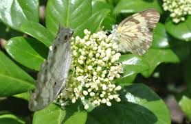 Image result for Rhodopentas bussei