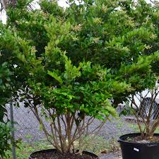 Image result for Ligustrum
