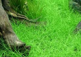 Image result for Eleocharis variegata