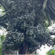 Dwarf variety Arecanut plants product image
