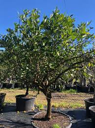 See full list on gardeningknowhow.com Tahitian Lime Tree Designer Trees Australia