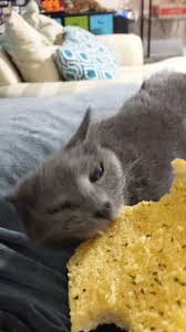 Most dogs go crazy over this sticky treat, but when it we as humans can utilize the many benefits bread has to offer our bodies; Debbernaut On Twitter Here S One Of My Cats Eating Garlic Bread