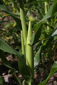Image result for Zea mays