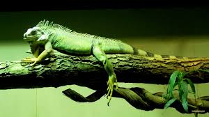 Here you can explore hq bearded dragon transparent illustrations, icons and clipart with filter setting like polish your personal project or design with these bearded dragon transparent png images. Chinese Water Dragon Wallpapers Top Free Chinese Water Dragon Backgrounds Wallpaperaccess