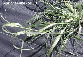 Image result for Panicum eickii