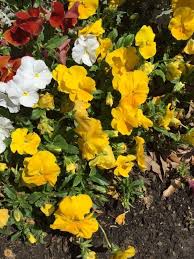 Maybe you would like to learn more about one of these? Pansy Viola X Witttrockiana Your Flower Is Likely A Pansy These Are Colorful Annuals That Look Like Faces With Their Love Blooming Plants Plants Flowers
