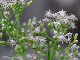 Image result for Conyza limosa