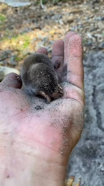 a little mole 🥹 just digging around in his dirt!! it doesn’t get any cuter  than this 🥰, #animals #mole #pets #wildlife #cute