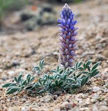 Image result for Lupinus