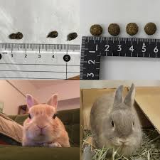 うさぎ 食べ ない