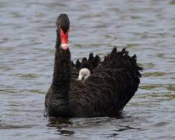 Image result for Azurite Black II 2012 Cygnet