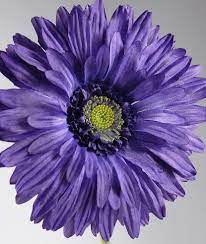 Purple Gerbera Daisy 7in Gerbera Daisy Gerbera Gerbera Flower
