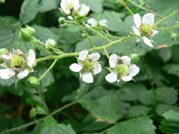 Image result for Rubus chapmanianus