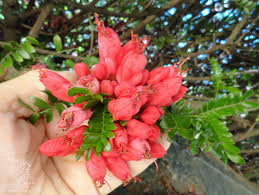 Image result for Schotia afra