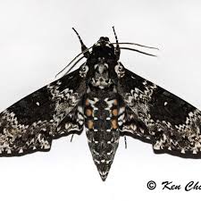 Image result for Mimulopsis runssorica