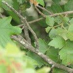 Image result for Searsia dentata