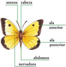 Las Mariposas
