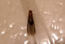 No matter what they are called, they can be an irritating presence in homes they invade. Termites Archives What S That Bug