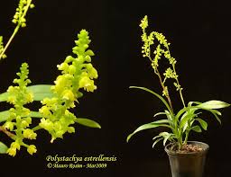 Image result for Polystachya editae