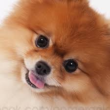 Pomeranian Boo Turkiye Ordulular Samsun Turkey Facebook