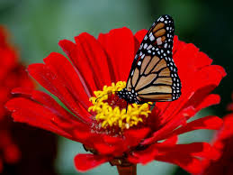 Check spelling or type a new query. 50 Wallpaper Flowers Free Download On Wallpapersafari