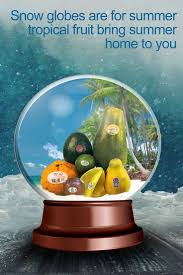 Snow globes are for summer. Tropical fruit bring the summer to you. More  about what we grow... https://www.brook… | Snow globes, Star fruit recipes,  Tropical fruits