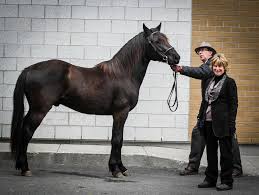 Find the perfect claude rich stock photos and editorial news pictures from getty images. Claude Richer Et Bordeaux The Canadian Horse Link Connecting Buyers Sellers Of Canadian Horses