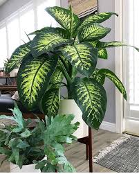 65 Indoor Garden Ideas You Will Fall For In 2020 Indoor Plants Dieffenbachia Houseplant Plants