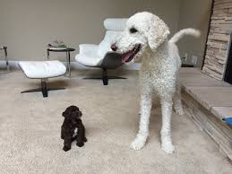 Collection by lindsey vassar • last updated 11 weeks ago. Preparing For Your New Labradoodle Puppy