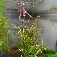 Image result for Aponogeton