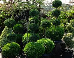 I didn't know this until yesterday, but i must have a dr. Boxwoods Topiary Pomarius Nursery Plants With Character