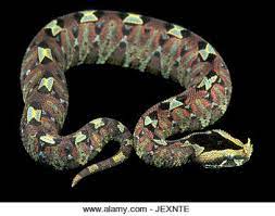 Rhinoceros Viper Bitis Nasicornis Stock Photos Rhinoceros Viper Bitis Nasicornis Stock Images Alamy Viper Snake Pit Viper Gaboon Viper