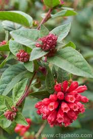 Image result for Clerodendrum fasciculatum