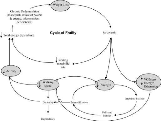 Cycle of frailty [adapted from Fried and Walston (9)]. | Download  Scientific Diagram