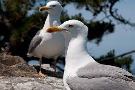 Angry Birds Seagulls Implicated In Baby Whale Deaths Scientific American