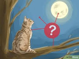 This is usually the earliest sign that any cat will show, and the kittens will be born approximately six weeks after this occurs. How To Interpret A Dream Involving Cats 13 Steps With Pictures