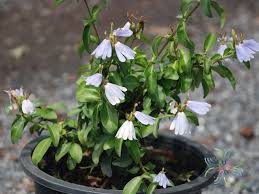 Image result for Sclerochiton harveyanus