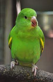 These are slightly larger than the greycheek and the lovebird. Brotogeris Chiriri Yellow Chevroned Parakeet Image Biolib Cz