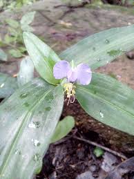 Image result for Commelina congesta
