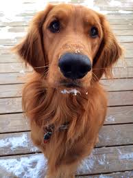 My Golden Irish Max Retriever Golden Retriever Golden Retriever Red