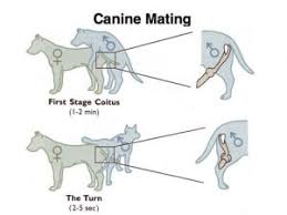 It can be shorter or longer and. Understanding The Dog Heat Cycle Stages Signs