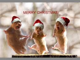 Funny Christmas Animal Pics Merry Christmas Merry Christmas Christmas Humor Funny Animals Christmas Animals